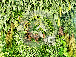 Green various creeper fern and lush plant on wall. Nature and environment concept