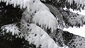 Green varnishes ate covered with adhering snow. The shape of the pattern of snowy branches.