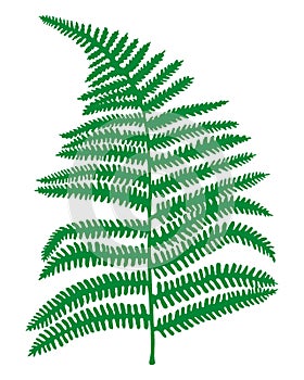 Green vector fern leaf. Hand painted realistic forest plant Polypodiopsida isolated on white background. Illustration photo