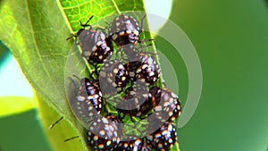 Green vegetable bug (Nezara viridula), Third instar, young bed bugs on a green leaf