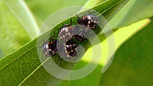 Green vegetable bug (Nezara viridula), Third instar, young bed bugs on a green leaf