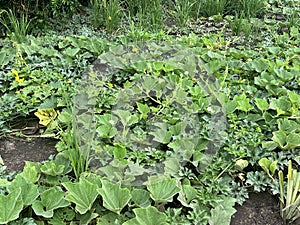 green vegetable in the field