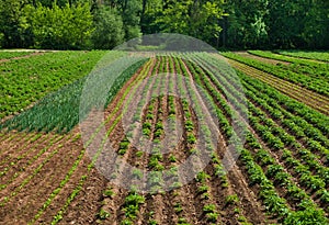 Green vegetable field with a forest in the background