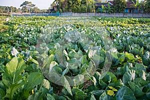 Green vegetable field in Pua