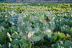 Green vegetable field in Pua