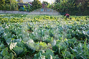 green vegetable field in Pua