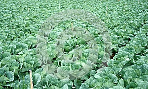 Green vegetable field