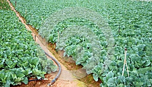 Green vegetable field