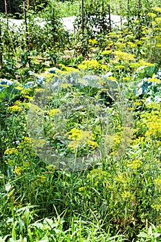 Green vegetable garden with hotbed in sunny day photo