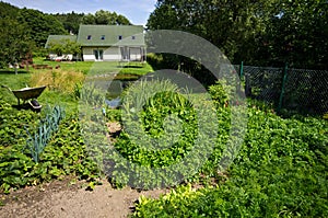 Green vegetable garden of a private house