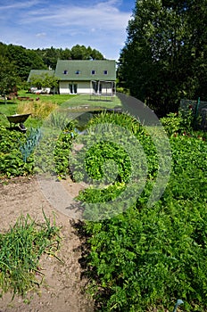 Green vegetable garden of a private house