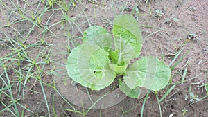 Green vegetable grow plant raw organic health concept