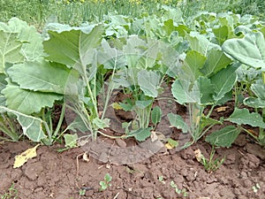 Green vegetable growing in oue garden
