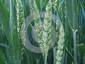 Green vegetable, mollerussa, lerida, spain