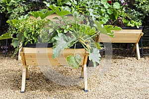 Vegetables in wooden pot container