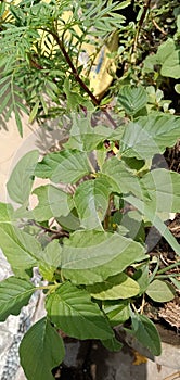 Green vegetable is rich in taste and health in Indian cuisineChaulai English: Amaranthus, is a species of plant found all
