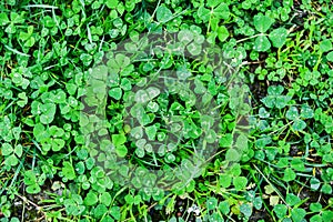 Vegetable texture, background: the clover in the rain photo
