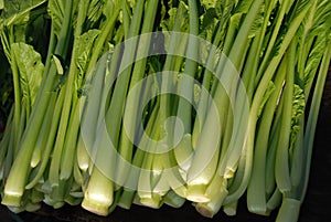 Verde verduras 