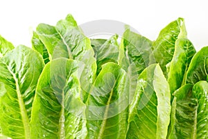 Green vegetables background.