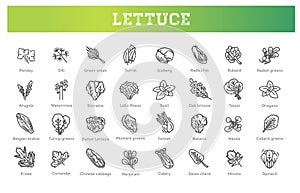 Green vegetables flat line icons set. Vecto symbols