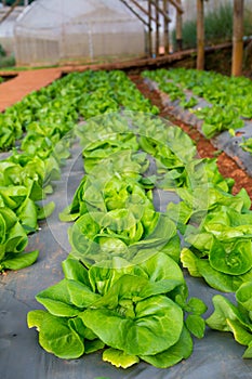 Green Vegetables Growing In The Farm