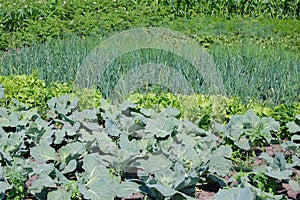 Green vegetables, lettuces