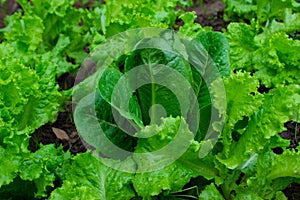 Green vegetables, salads, fresh vegetables used in households and restaurants.