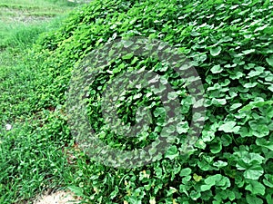 Nature with green plants photo