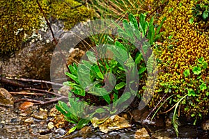 Green vegetation along the Santa Cruz trek in Huascaran National Park