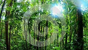 Green vegetation in Basse Terre jungle in Guadeloupe