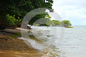 Green vegetation on border of beach in Boipeba island, Bahia, Brazil