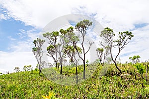 Green vegetation of the Brazilian Cerrado photo