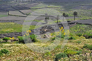 Green vegetation on fertile soil of spanish volcanic island lanzarote