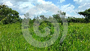 Green vegetation in free field, Peten Guatemala