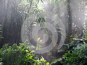 Green Vegetation With Mist