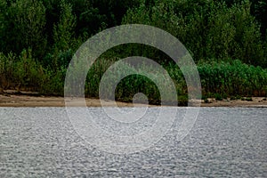 Green vegetation over the don river in the Rostov region in overcast weather. Under a grey, rainy sky. Rare colors of nature in sc