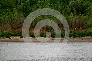 Green vegetation over the don river in the Rostov region in overcast weather. Under a grey, rainy sky. Rare colors of nature in sc