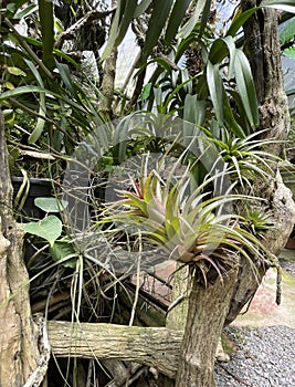 Green vegetation in the rainy season in Costa Rica, in Monteverde