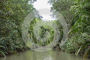 Green vegetation in the rainy season in Costa Rica, near Isla Damas