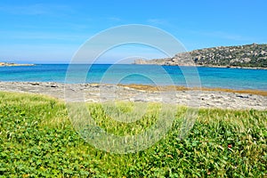 Green vegetation by the sea in Gallura photo