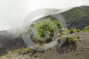 Green vegetation on the side of the Irazu volcano crater in the Cordillera Central close to the city of Cartago, Costa Rica. photo