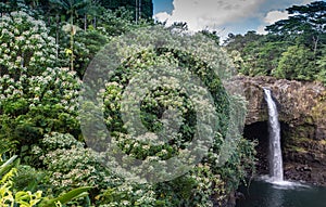 Green vegetation on side of Rainbow falls near Hilo, Hawaii, USA