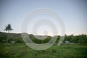 Green vegetation at sunrise, Asia