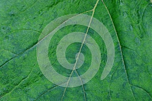 Green vegetative texture from a large piece of a leaf of a plant