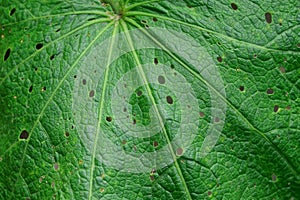 Green vegetative natural texture from part of a large old leaf