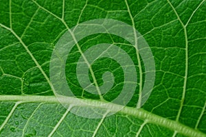 Green vegetative texture from a piece of a large fresh leaf