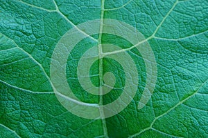 Green vegetative texture from a piece of a large leaf