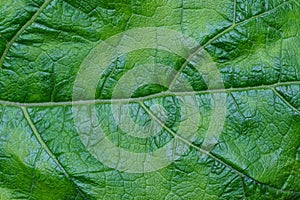 Green vegetative texture from a piece of a large leaf