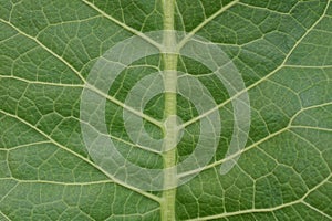 texture from a piece of a large leaf on horseradish