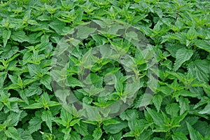 Green vegetative texture from the thickets of nettle